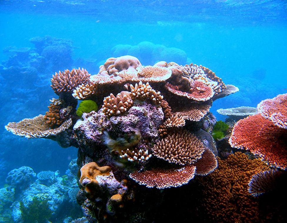 Así con los nuevos arrecifes de coral descubiertos en México