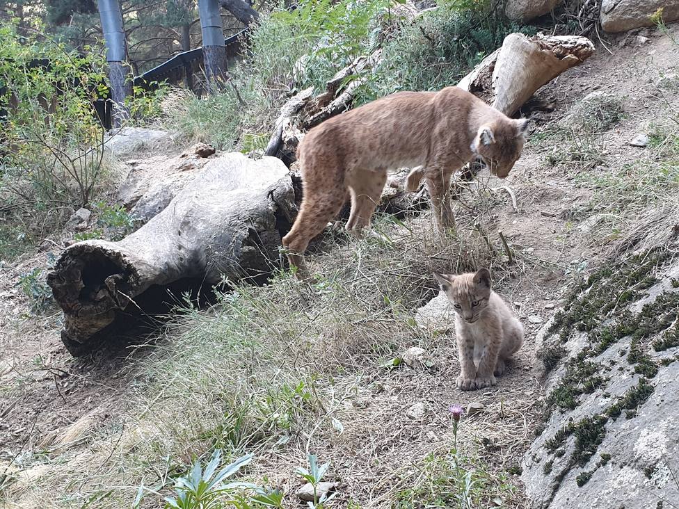 Cría del lince con su madre en el Centro de Recuperación de animales MónNatura Pirineus