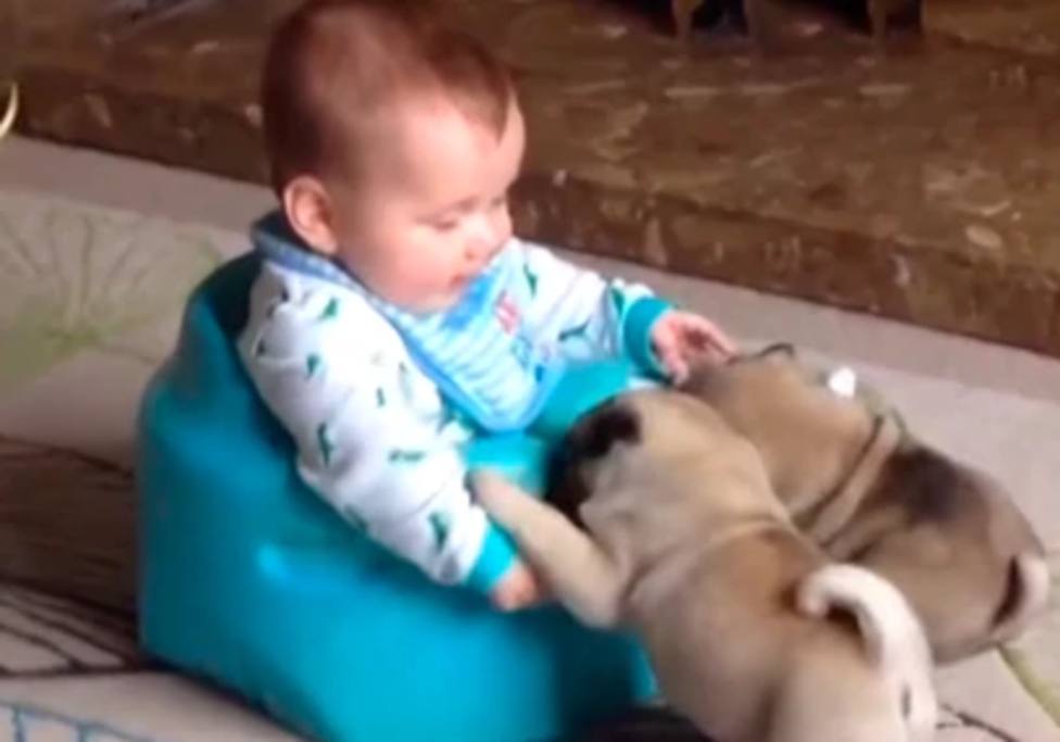 Una madre deja a su bebé en el suelo y sus perros pug protagonizan esta enternecedora estampa