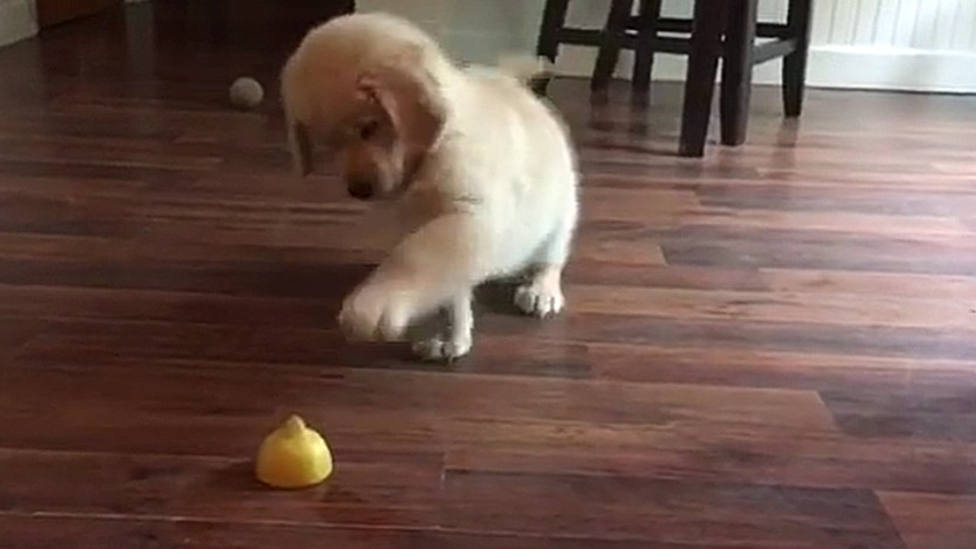 Un perro se enfrenta por primera vez a un limón y el resultado del duelo deja a todos de piedra