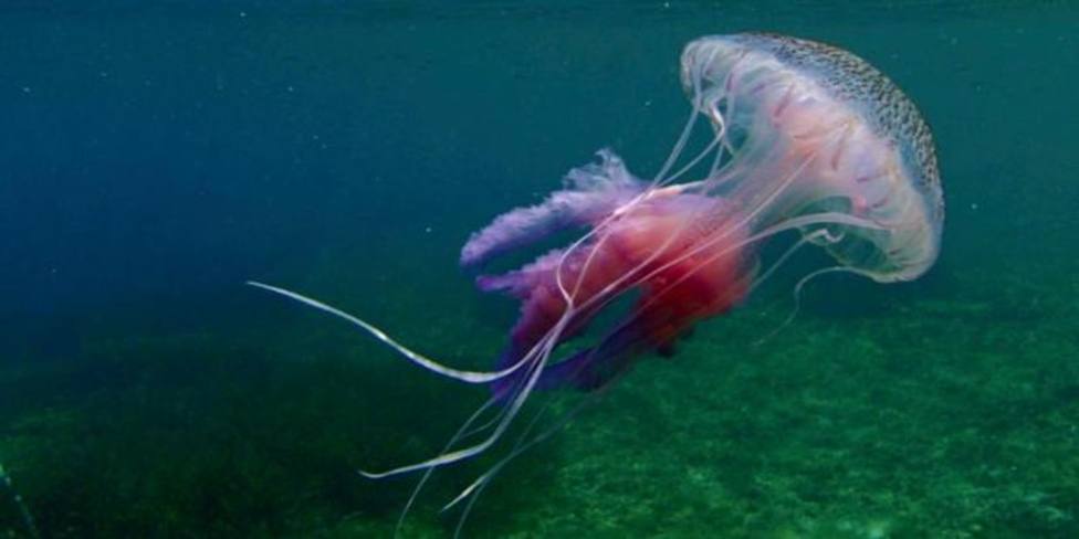 ctv-yho-medusa-luminiscente-kmh--1024x512abc