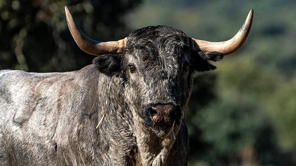 El toro de Adolfo Martín reseñado para el Concurso de Recortes Goyesco de Valencia