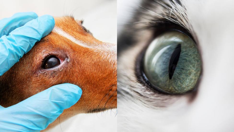 Thelazia: el parásito que afecta a los ojos de nuestras mascotas y que puede trasmitirse a humanos