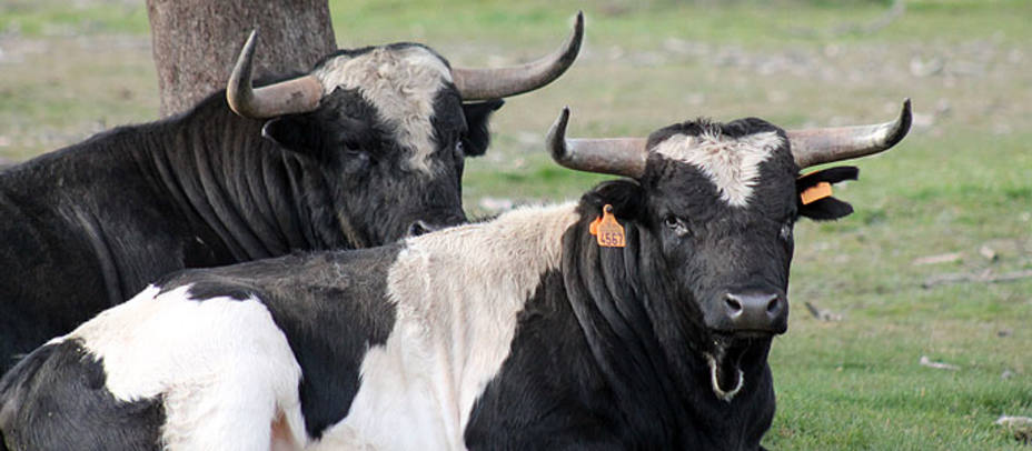 Varios de los toros de Barcial que se crían en la finca Barcialejo. S.N.