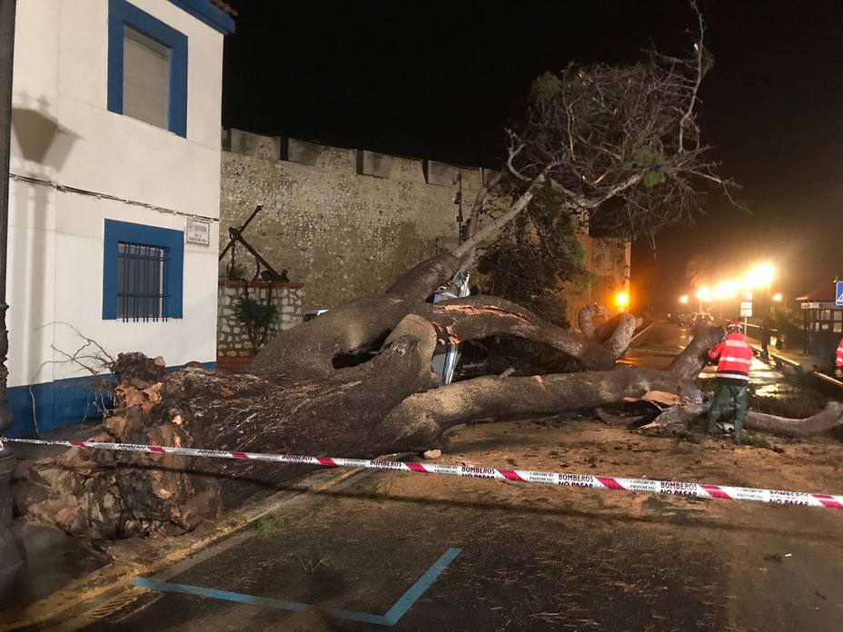 Árbol caído en Peñíscola