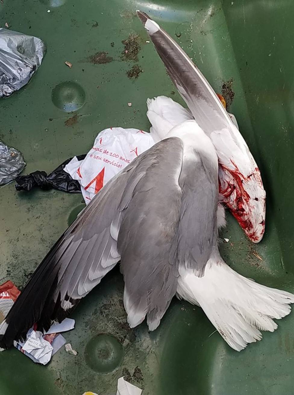 Animalistas denuncian la “muerte a palos” de una gaviota en Mondoñedo