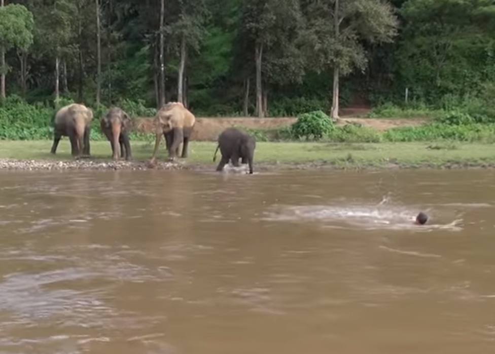 Una cría de elefante ve ahogarse a un hombre en un río y se lanza heroicamente a salvarlo