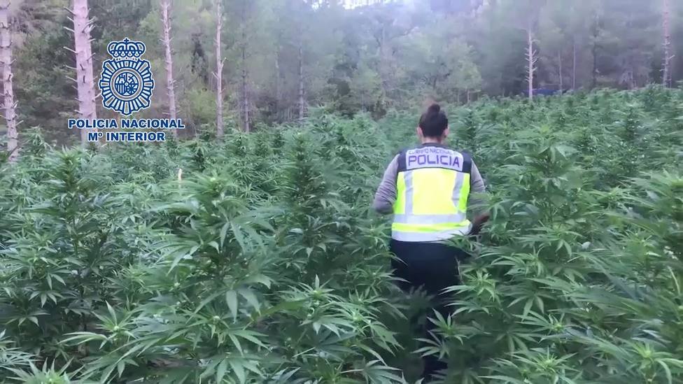 La Policía Nacional desmantela la mayor plantación de marihuana localizada hasta la fecha en Aragón