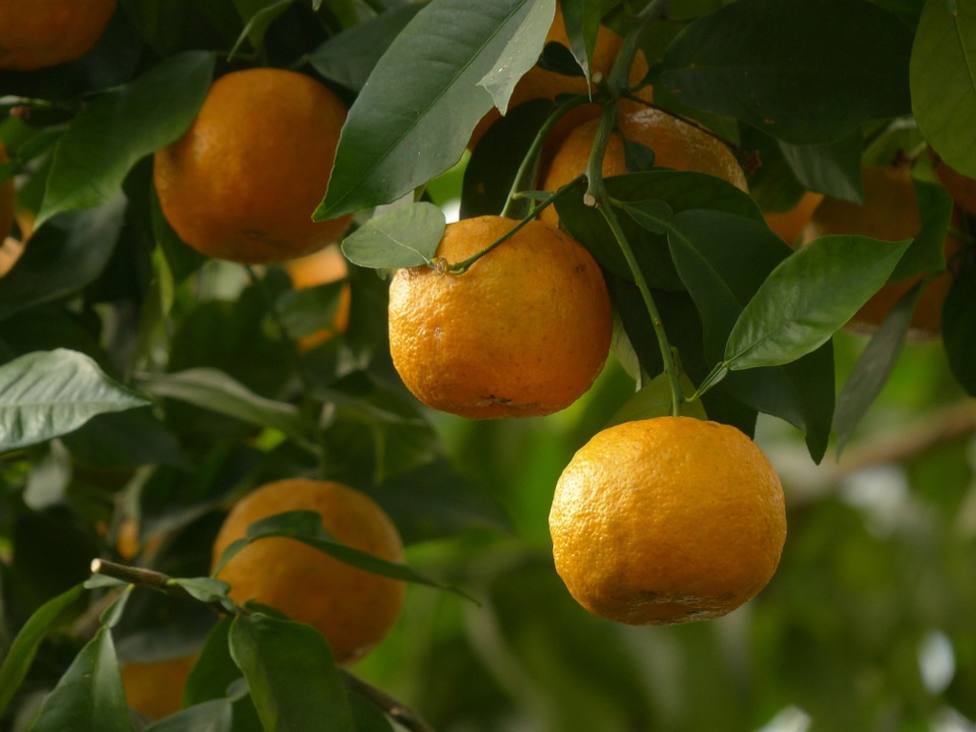 Naranjas amargas destinadas a producir energia