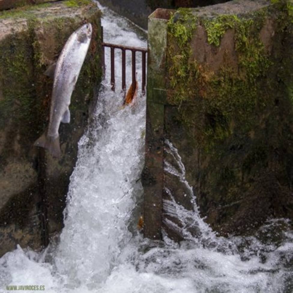 Foto de un salmón saltando en el río (Europa Press)