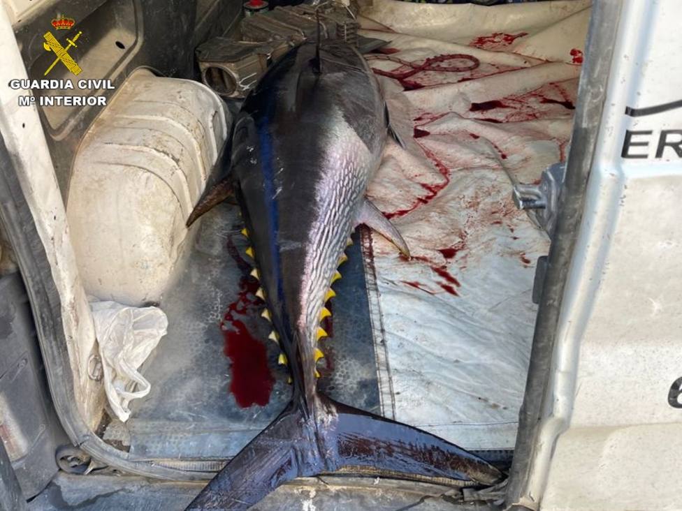 La Guardia Civil interviene cuatro ejemplares de atún rojo capturados ilegalmente