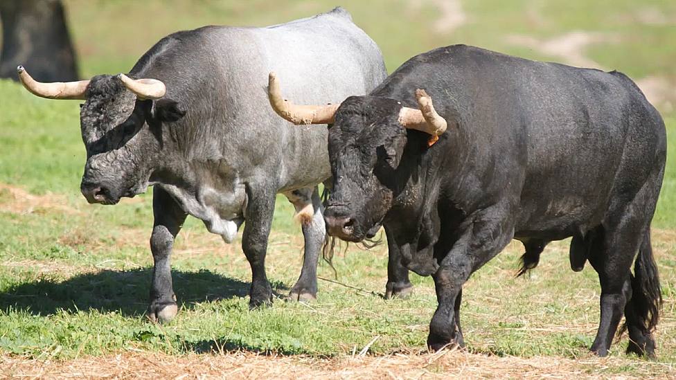 Dos de los toros de José Escolar reseñados para Vic Fezensac (Francia)