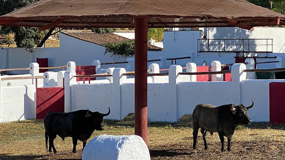 Varios de los toros de la Feria de Otoño de 2022 que se expusieron en la Venta del Batán