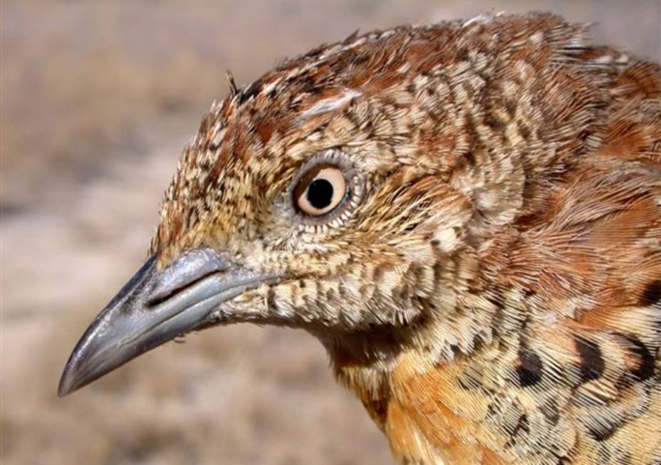 Un investigador español descubre un mecanismo interno en los ojos de las aves que actúa como gafas de sol