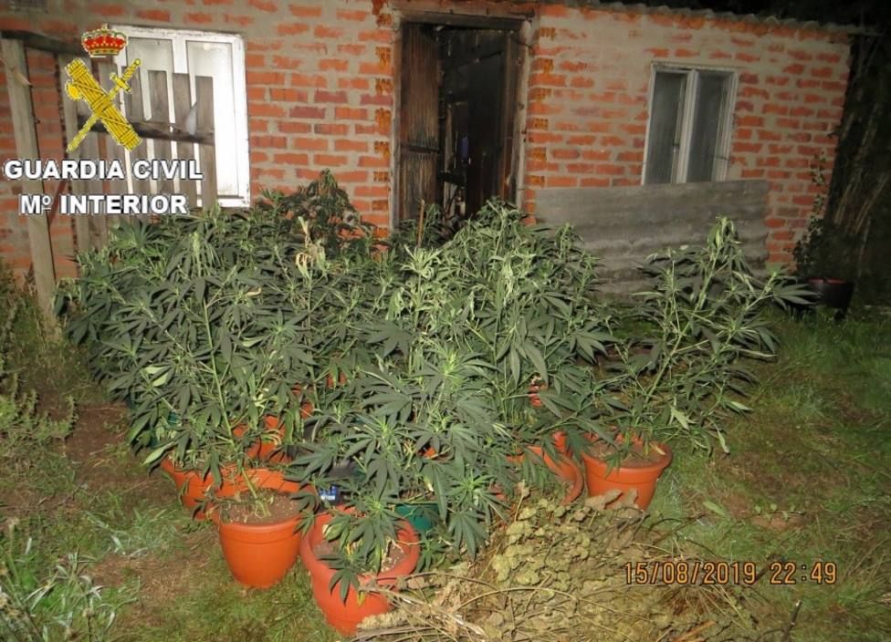 Las plantas de marihuana estaban colocadas en macetas - FOTO: Guardia Civil