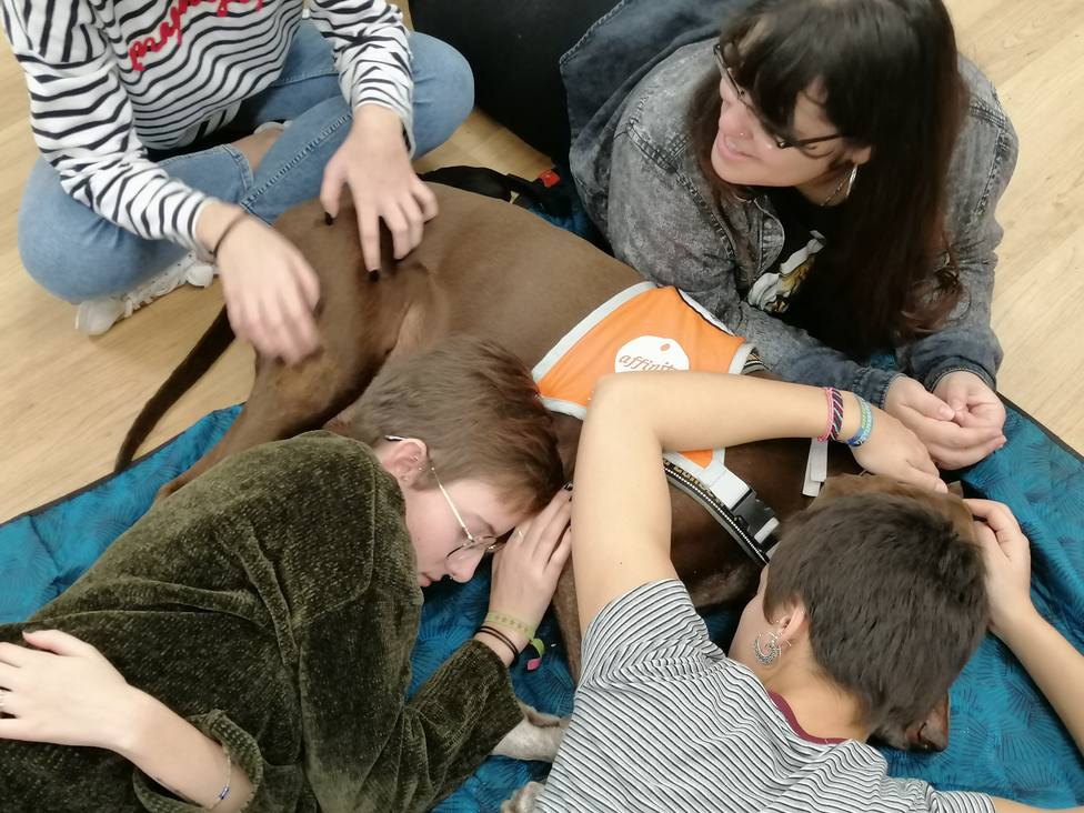 Las terapias con perros en la Universidad Complutense disminuyen el estrés de los estudiantes