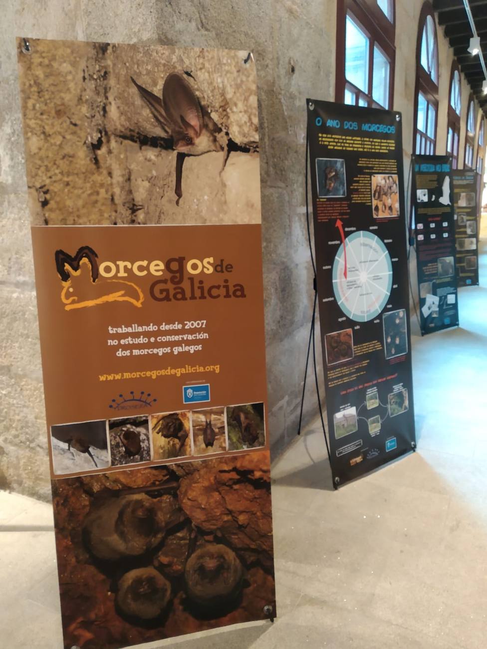La exposición Morcegos de Galicia se puede visitar hasta mediados de febrero en el Museo Mercedario de Verín