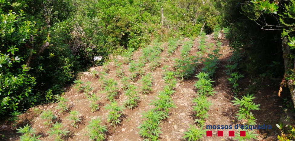 Plantación de marihuana en Cruïlles (Girona) - MOSSOS DESQUADRA
