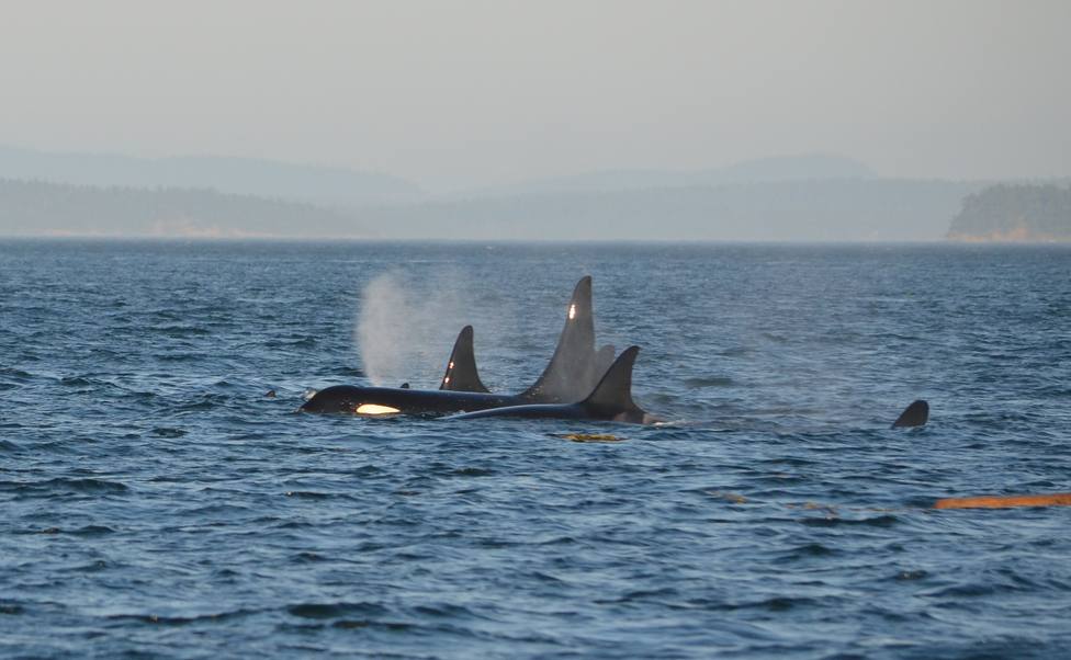 Foto de archivo de un grupo de orcas