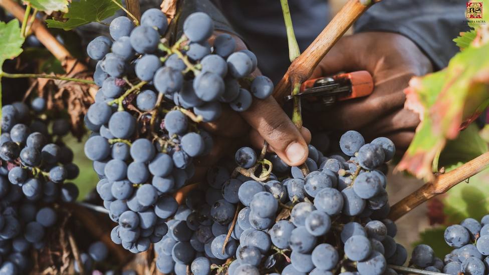 Las bodegas de la Ribeira Sacra han recogido ya más de 5 millones de kilos de uva