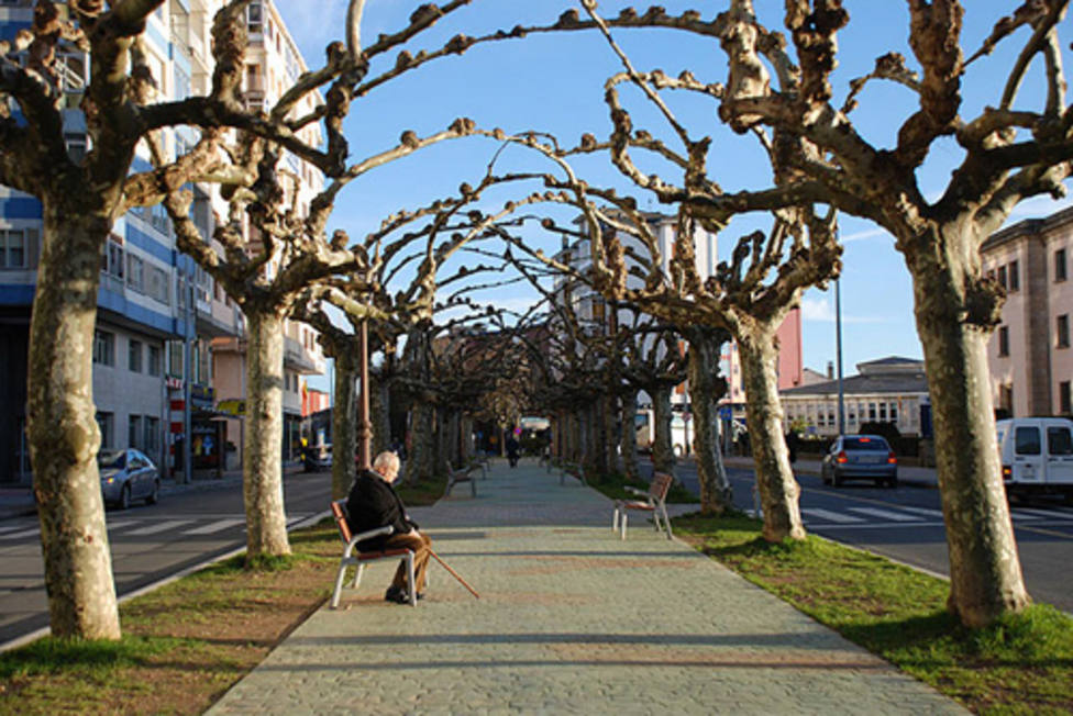 Piden que los árboles que se planten en espacios públicos de Lugo no sean alergénicos