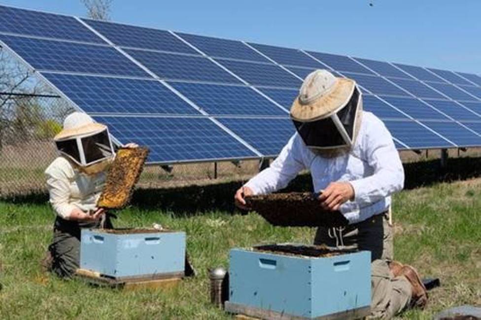 Sevilla.-Endesa busca apicultores solares para sus plantas fotovoltaicas de Carmona