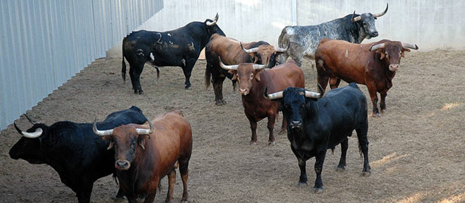 Varios de los toros de Cebada Gago en los Corrales del Gas de Pamplona. FERIADELTORO.COM