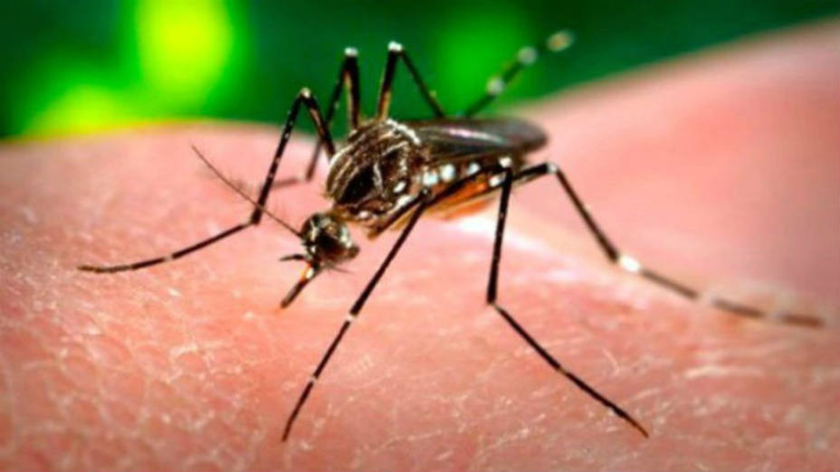 Detectado en Asturias un nuevo mosquito invasor