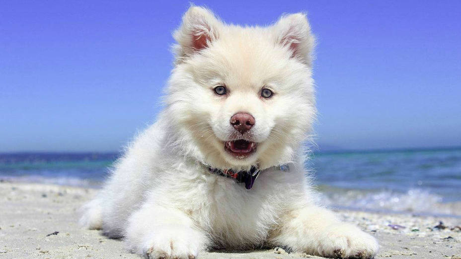 Perro en la playa | PIXABAY