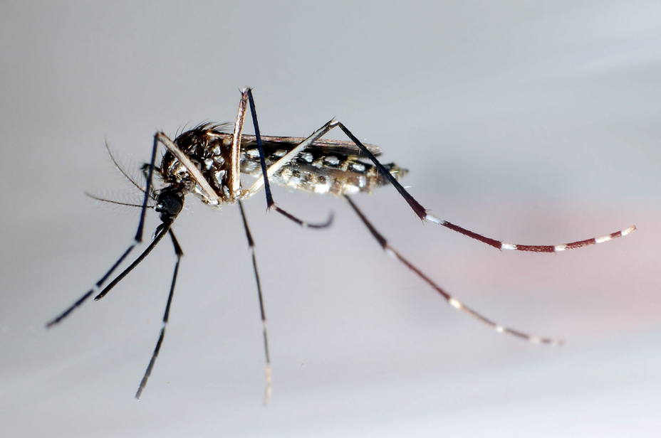 El mosquito Aedes Aegypti, trasmisor del dengue