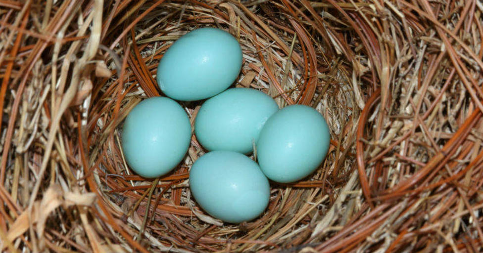 Huevos azules de gallinas Mapuche