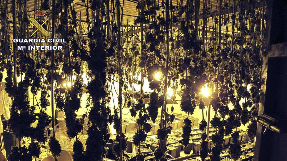 Localizan dos plantaciones de marihuana en un polígono de Guillena