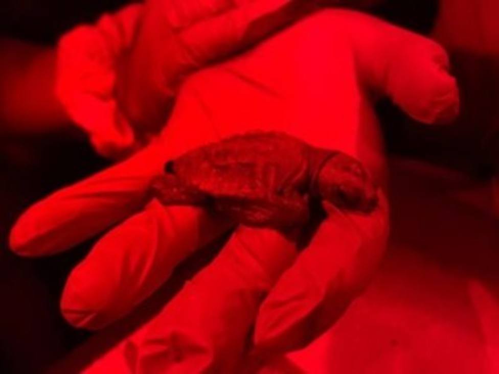 Nacen cinco crías del primer nido de tortugas careta localizadas en Barcelona - AJUNTAMENT DE BARCELONA