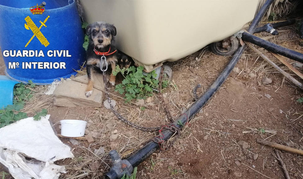 Uno de los perros encontrado en la finca del detenido por maltrato animal - GUARDIA CIVIL