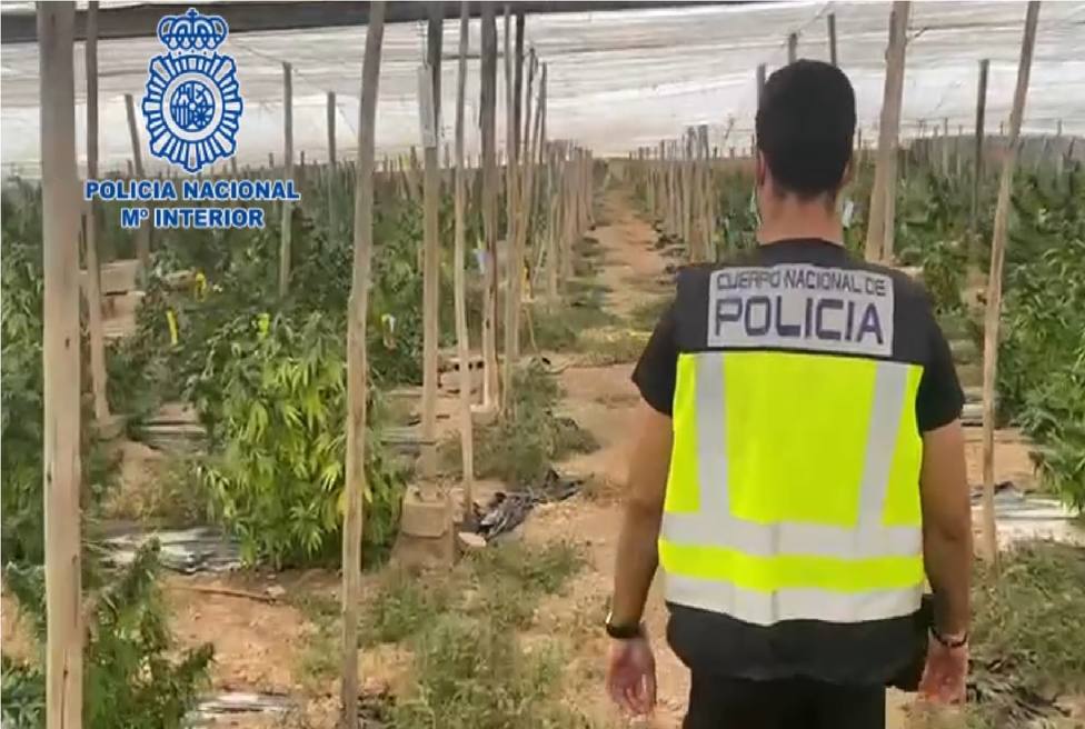 Intervienen en El Ejido más de 5 toneladas de marihuana encubiertas bajo un cultivo de cáñamo industrial