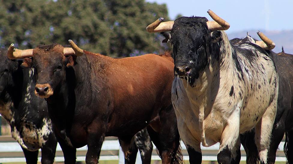 Varios de los toros de El Montecillos reseñados para Casarrubios del Monte (Toledo)