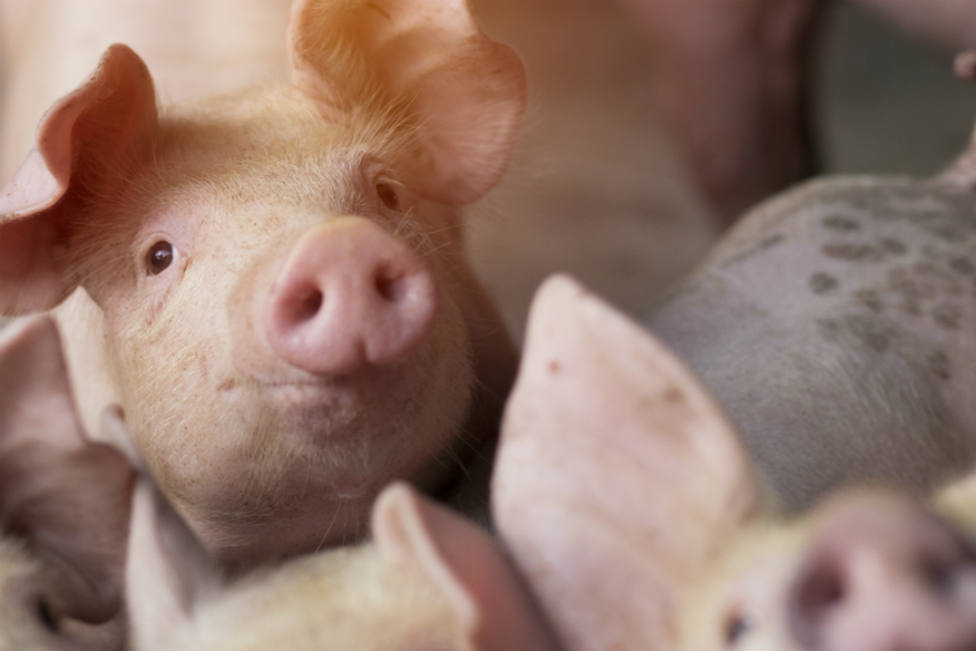 Resucitan el cerebro de 32 cerdos que llevaban muertos más de cuatro horas