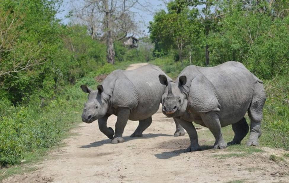 Muere una docena de rinocerontes unicornio por las lluvias del monzón en India