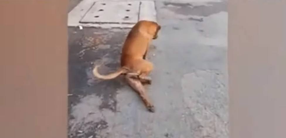 Una perra finge tener una pata rota para que le den comida en Tailandia