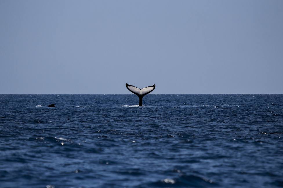 Utilizan el ADN ambiental para detectar la presencia de ballenas en las costas gallegas