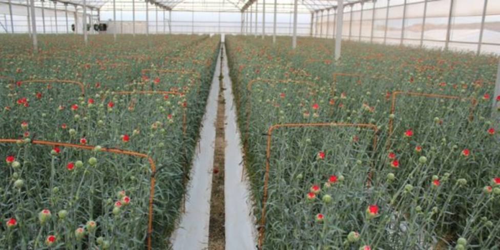 El sector de la flor y planta reclama un Real Decreto que evite un desastre económico