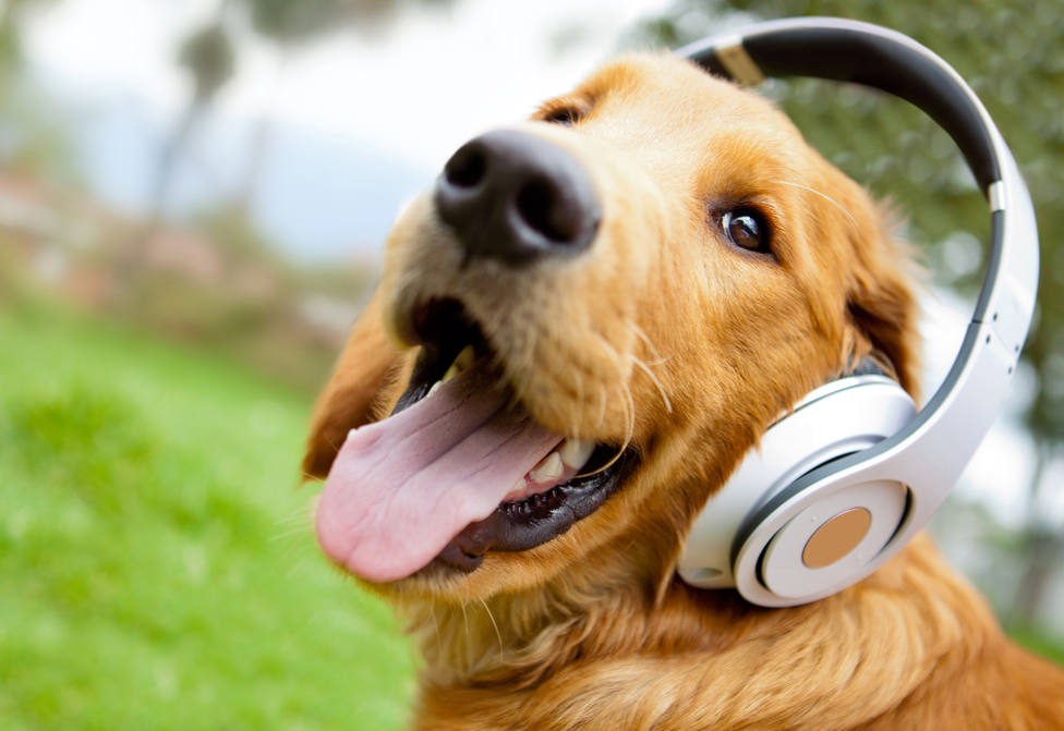 La música clásica tranquiliza a nuestras mascotas, es su preferida