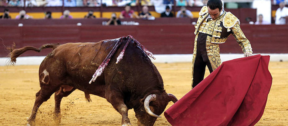 Ponce toreando de muleta a Filósofo, el toro de Olga Jiménez indultado en Murcia. EFE