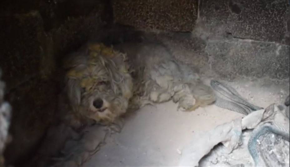 El perro que sobrevivió a los incendios de Grecia
