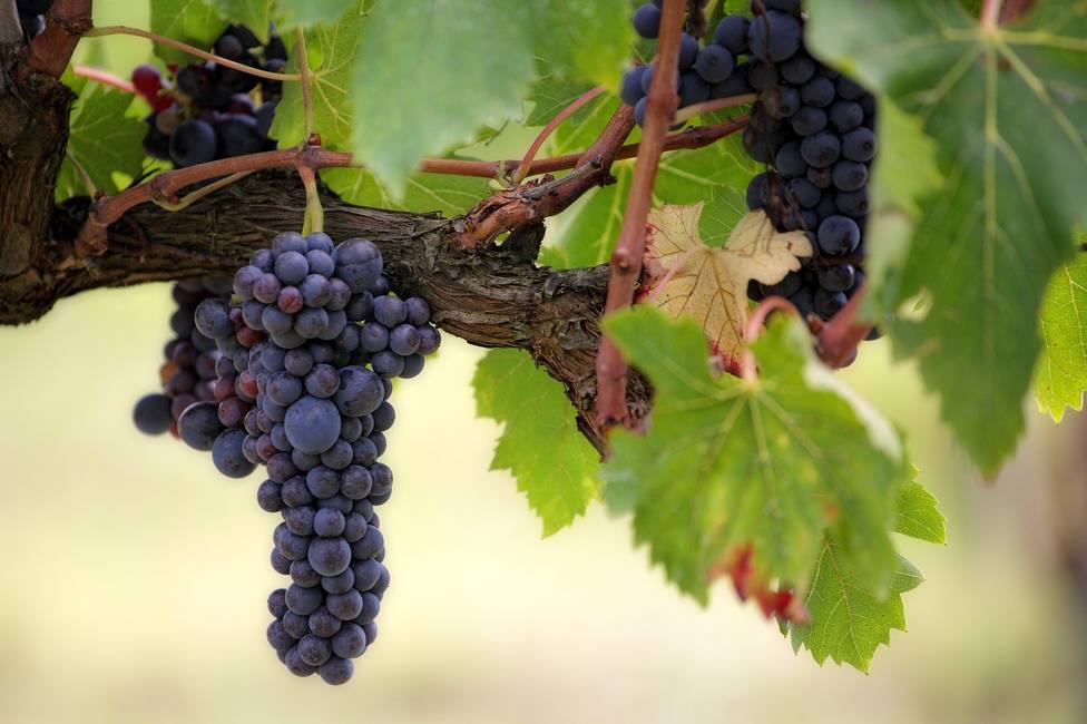 Demuestran que las propiedades saludables de la uva varían si proceden del jugo o la semilla