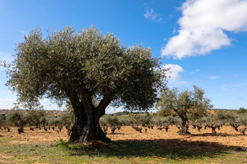 El injerto de olivos para combatir la verticilosis no pasa la prueba en campo