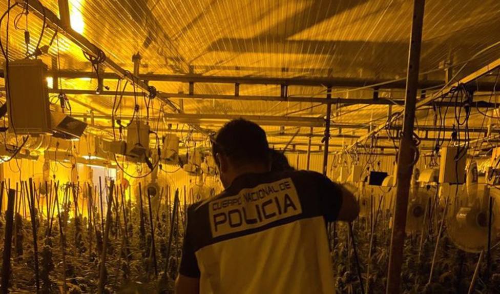Alicante.- Sucesos.- Desmantelado un cultivo indoor de 770 plantas de marihuana en un polÃ­gono industrial de Elche