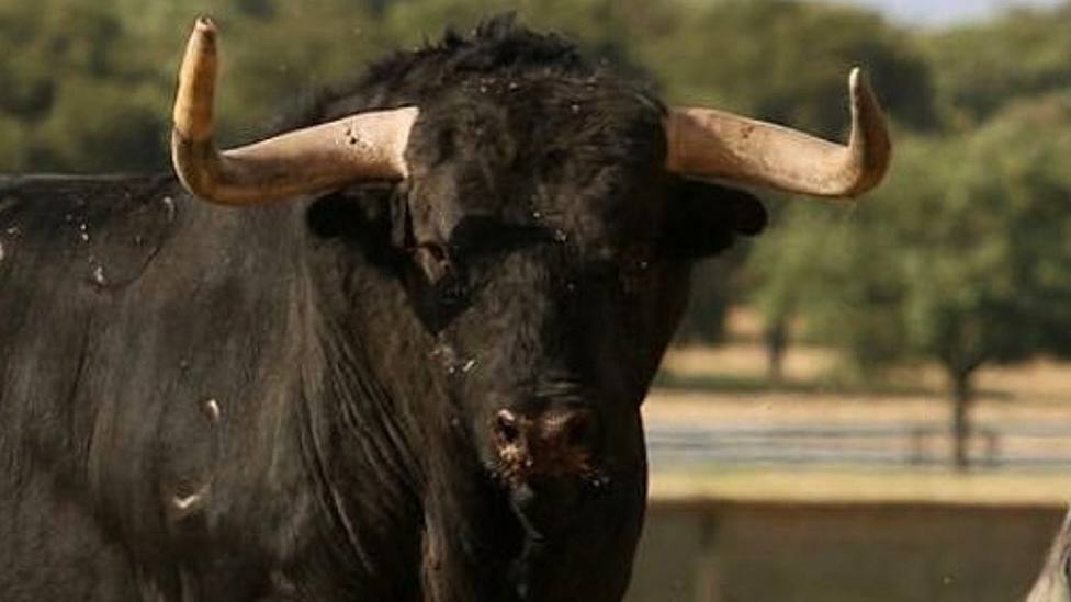 Uno de los toros reseñados para Añover de Tajo (Toledo)