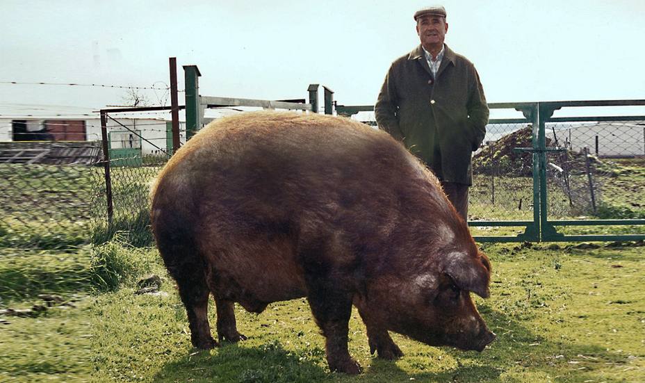 El cerdo Manolo, una mascota de casi 500 kilos