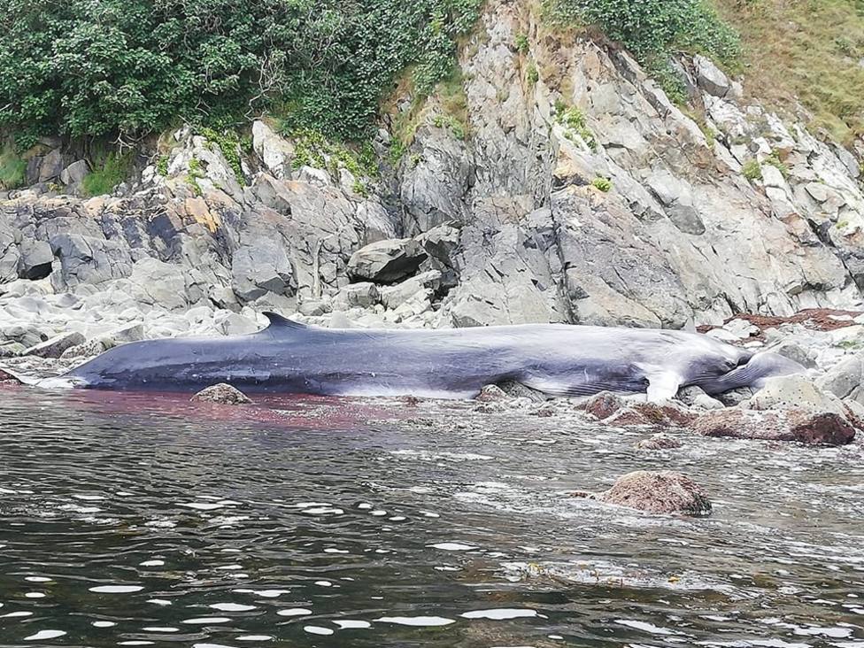 Muere una ballena de más de 16 metros en la costa de Tapia de Casariego (Asturias)
